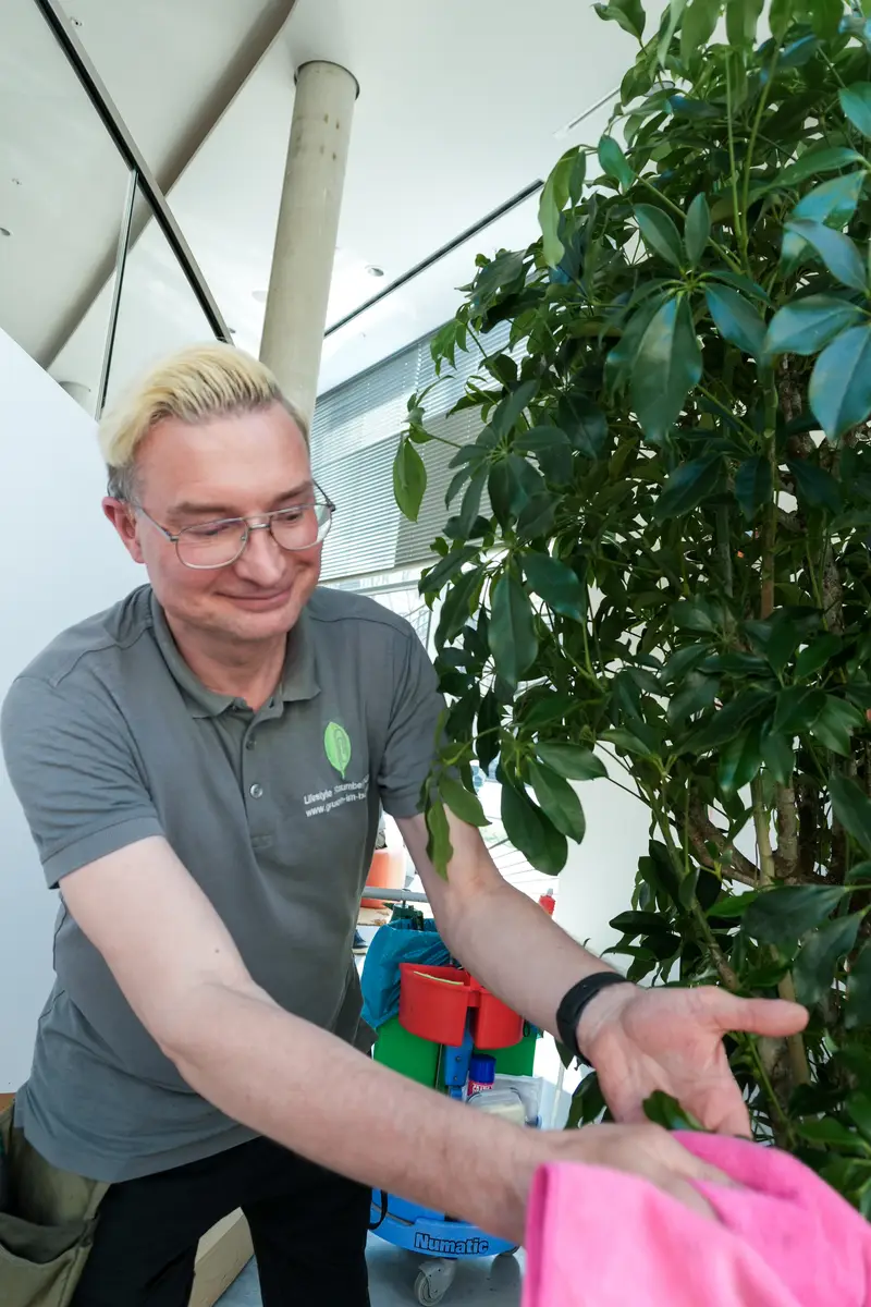 Schefflera als Raumteiler