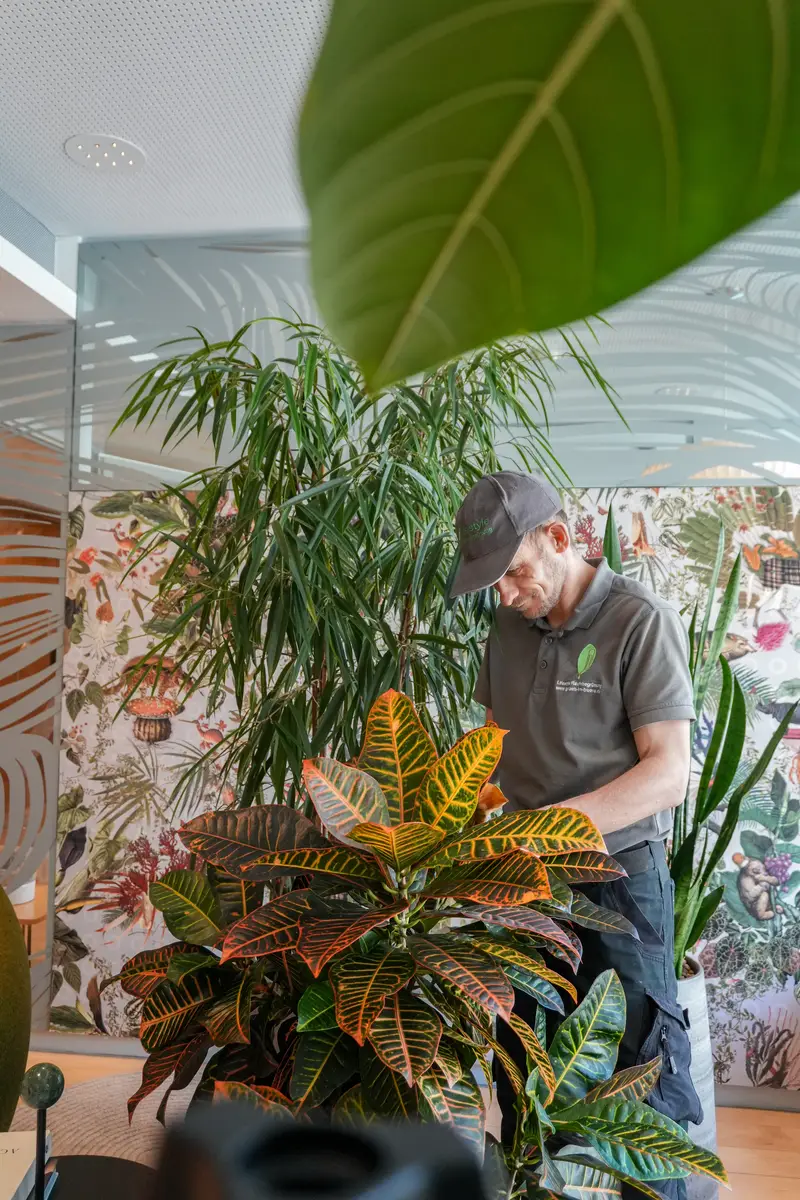Croton vor floraler Tapete