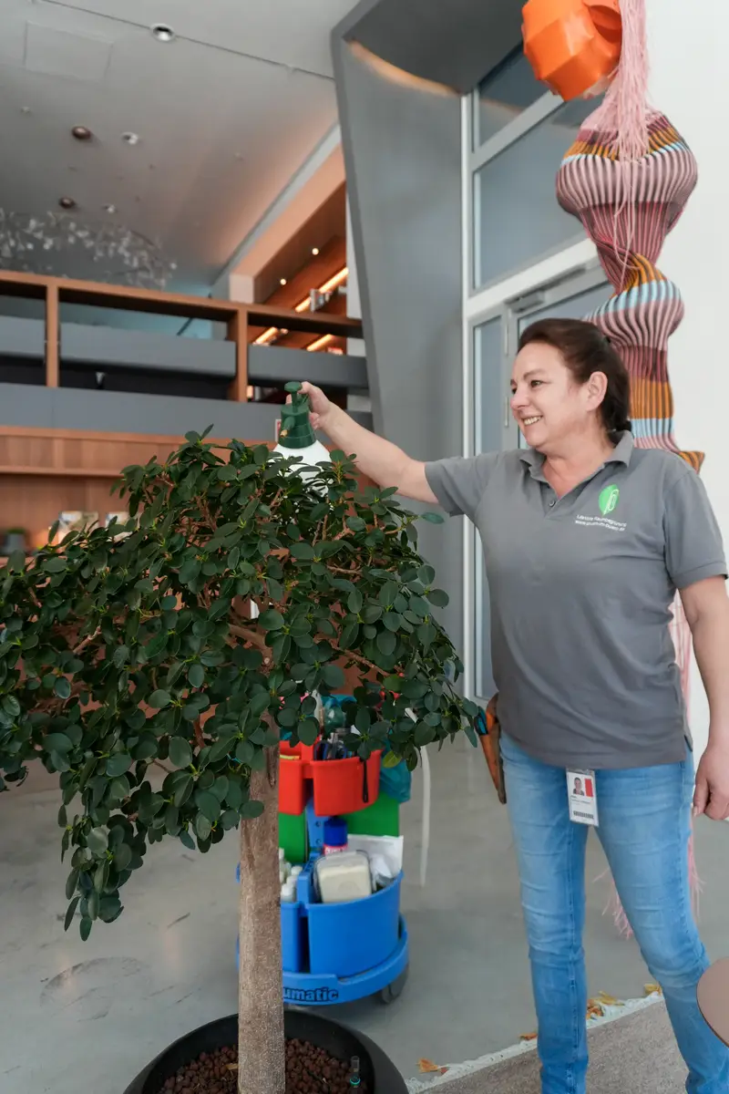 Ficus-Hochstamm in der Lobby