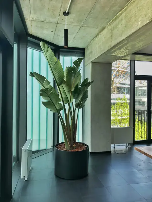 Strelitzie im modernen Büro
